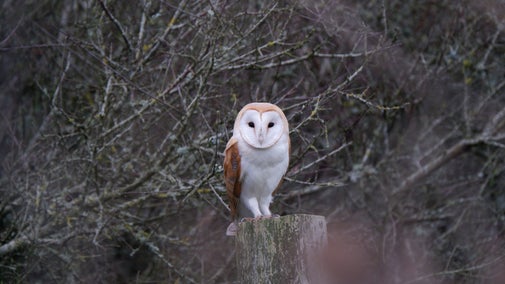 Barn owl perched on a wooden post at Godrevy, Cornwall.